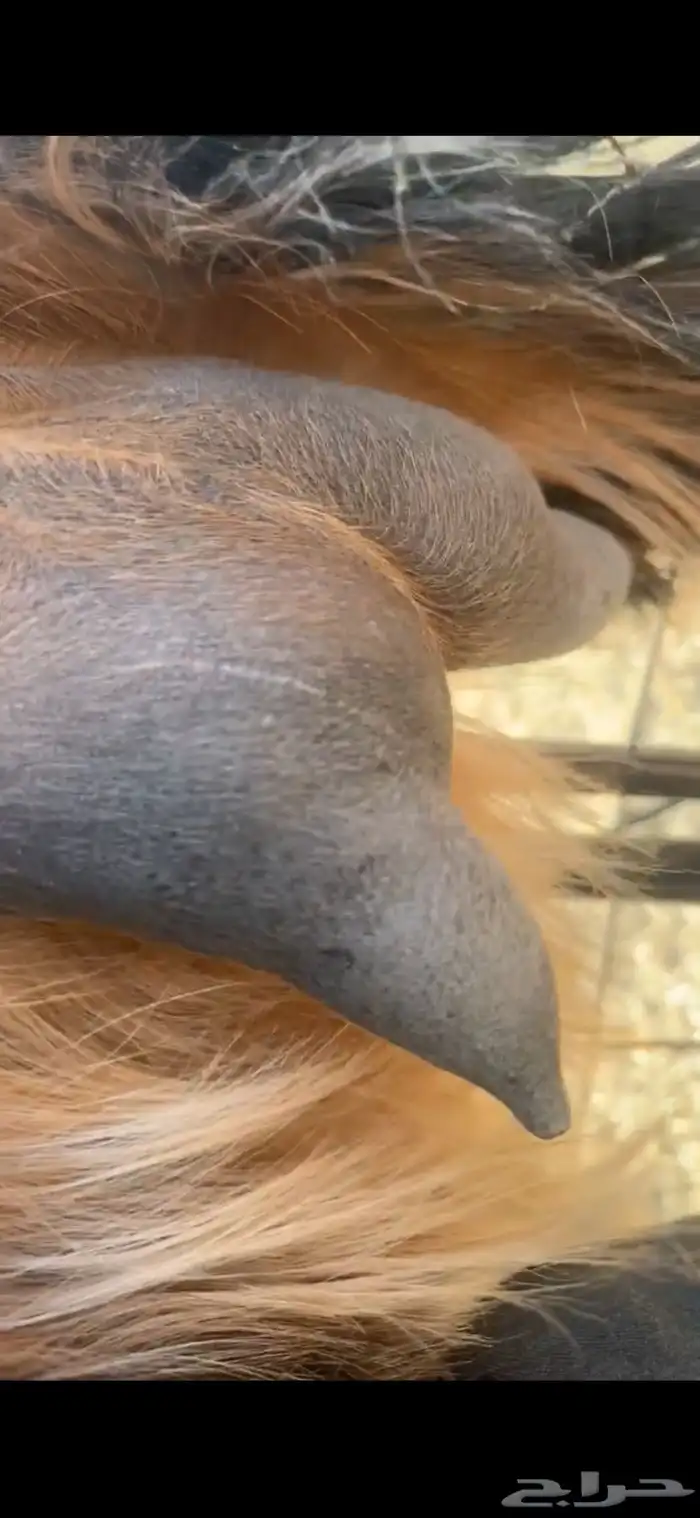 معزا حليب ونظاف شرط 1