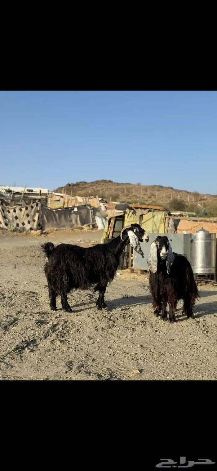 معزا عوارض صنف مفاصيل 1