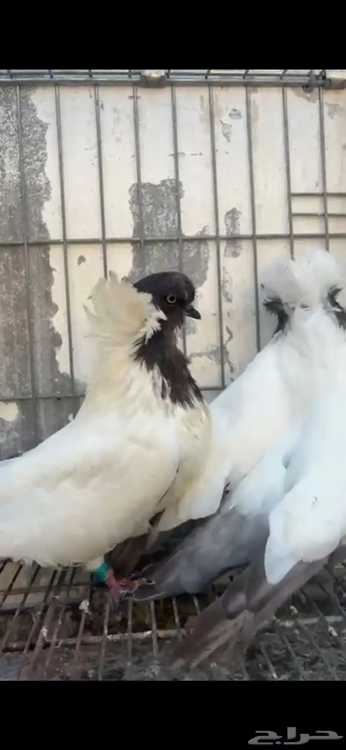 جوز حمام سوداني منتج 1