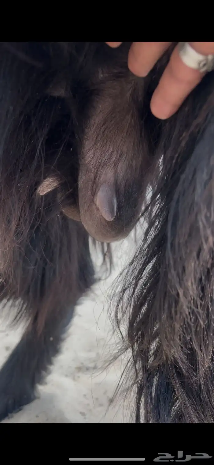 عنز جرم حدرها ذبيحه 2