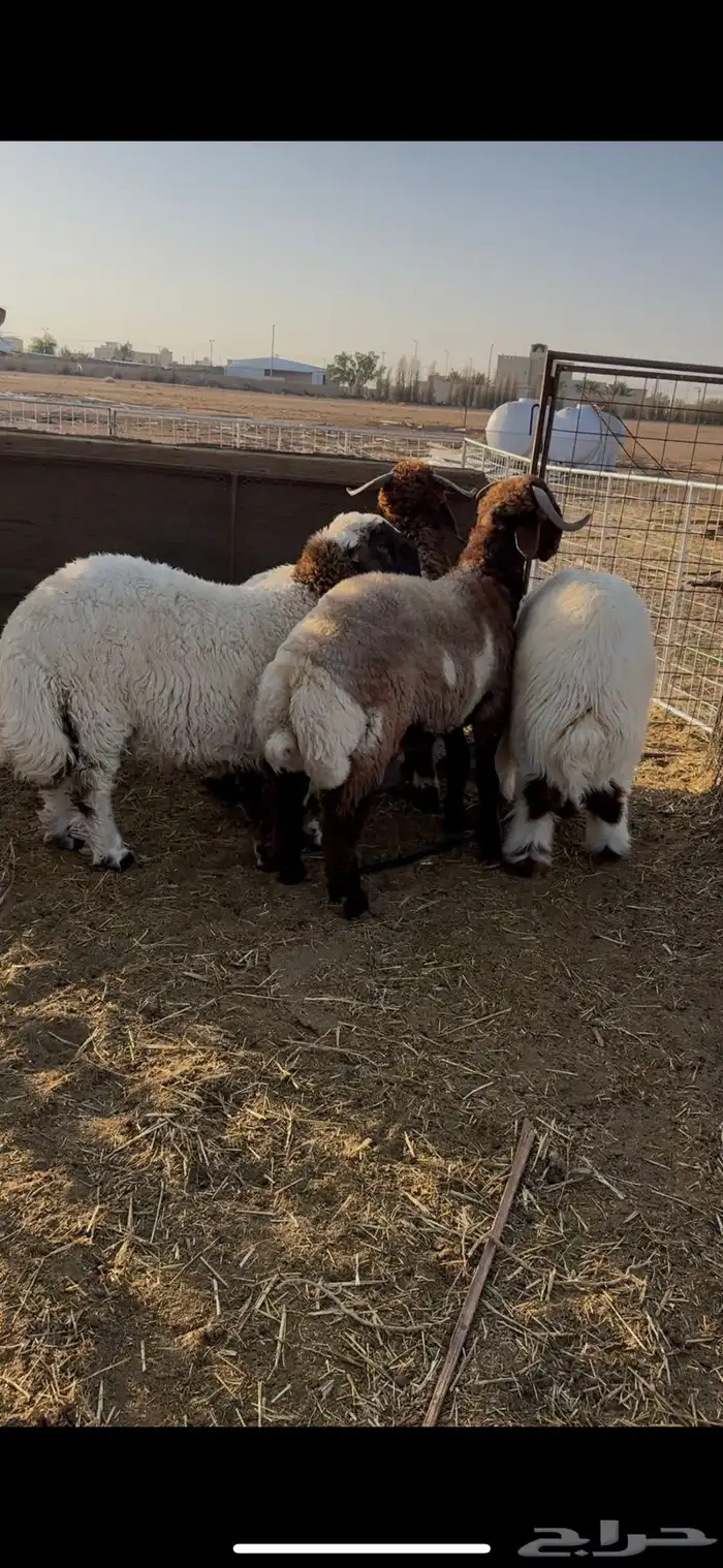 طليان فواخير نعيم 1