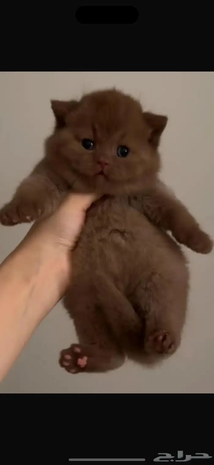 برتش شورت هير انثى للبيع 2