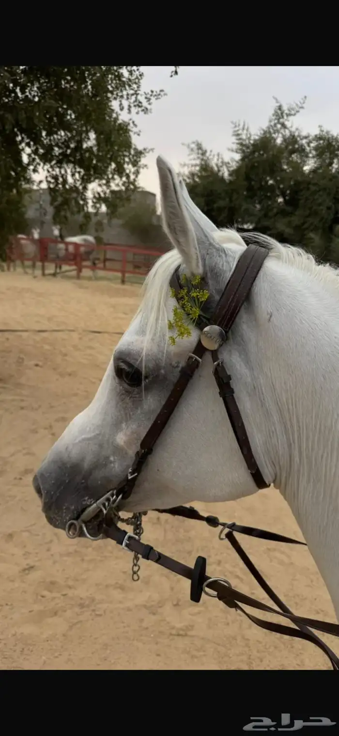 فرس شعبيه شيخه رفيعه تحتها مهر 1