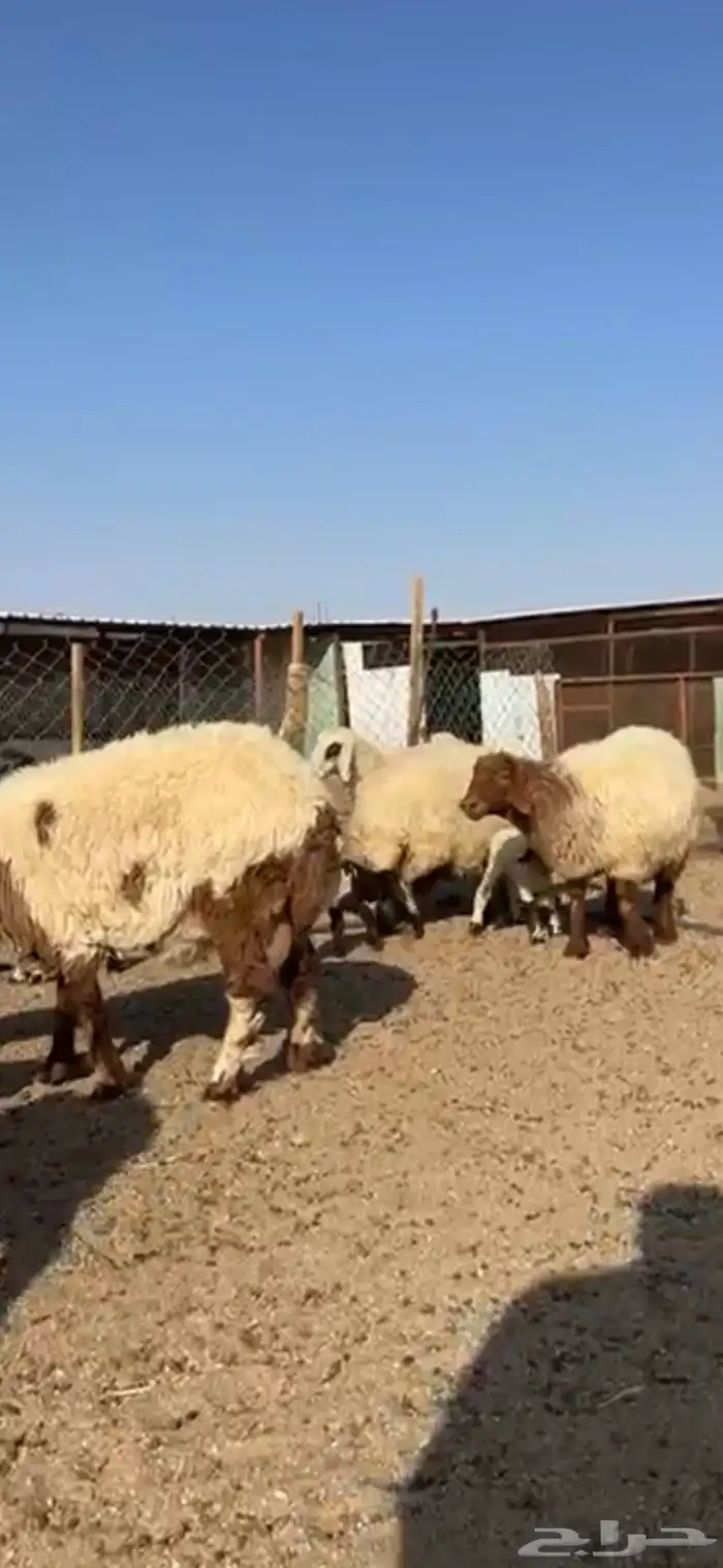 مطافيل انعيم طيبه اللبيع 9