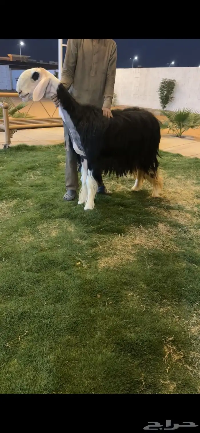 شاه نجديه والد خصم الخصم 1