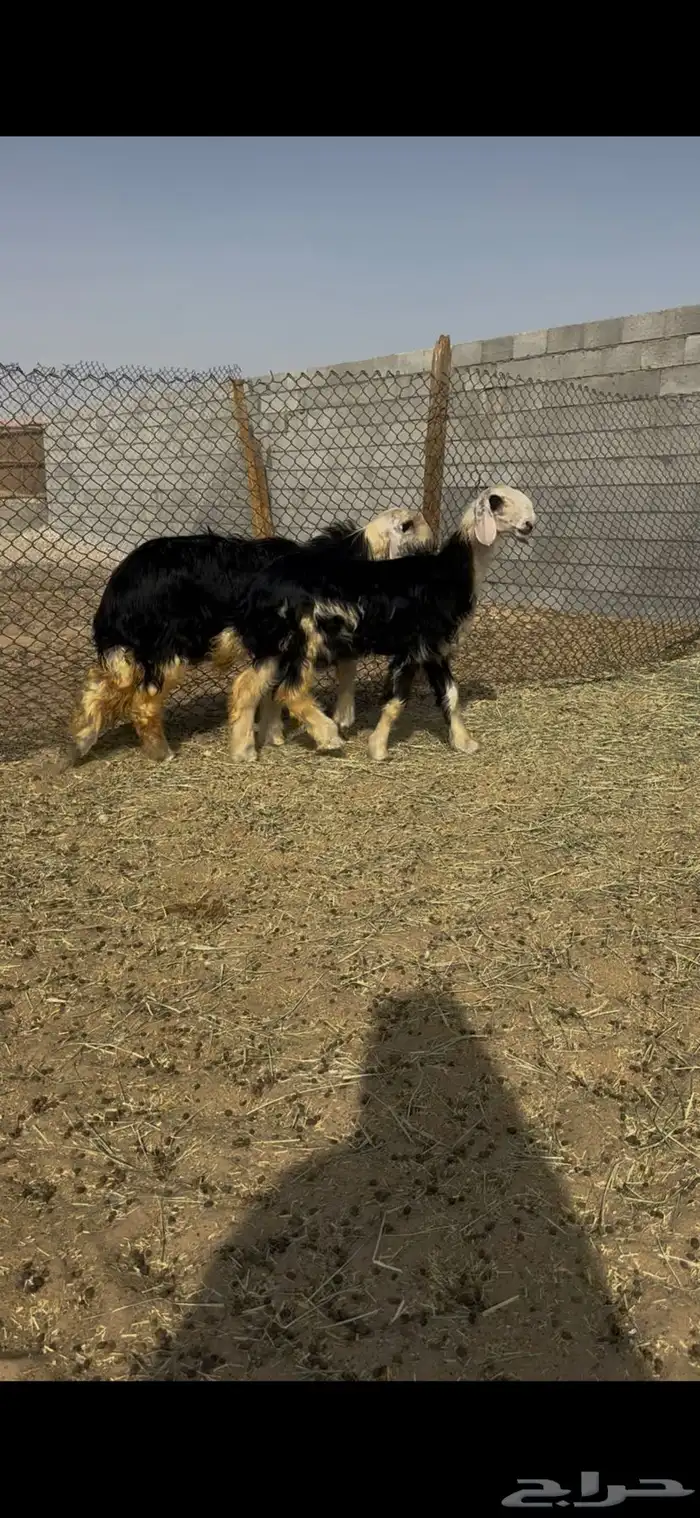 رخال نجد صنف 1