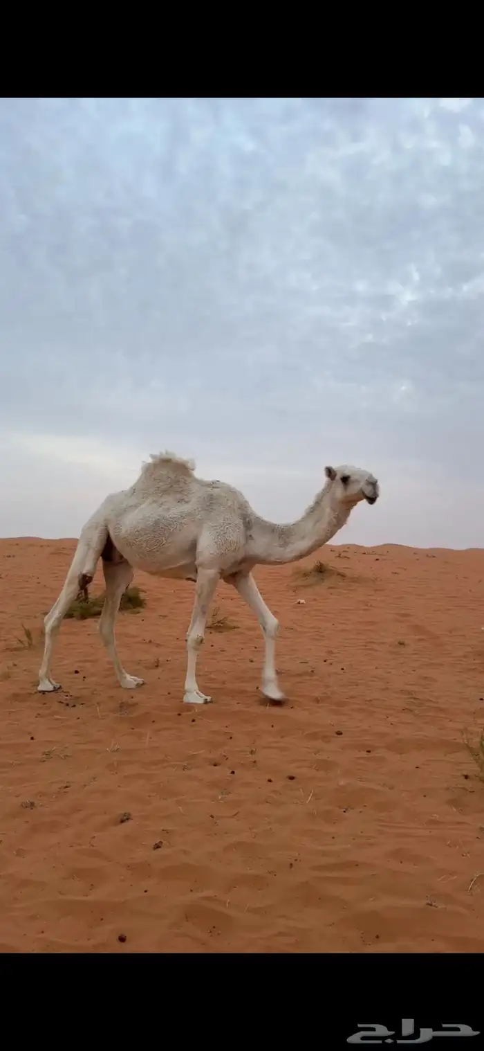 ناقه وضحا عشرا 1