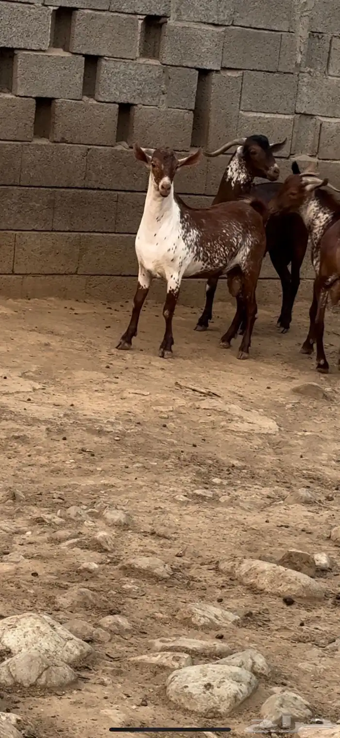 تيس فحل اوشح ادهم ادبس 7