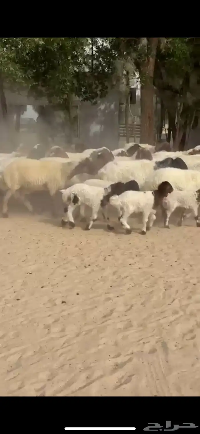 رغايث نعيم صنف فاخره 8