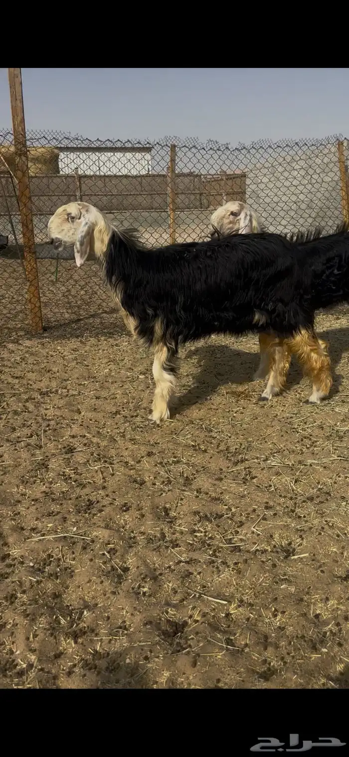 رخال نجد صنف 0