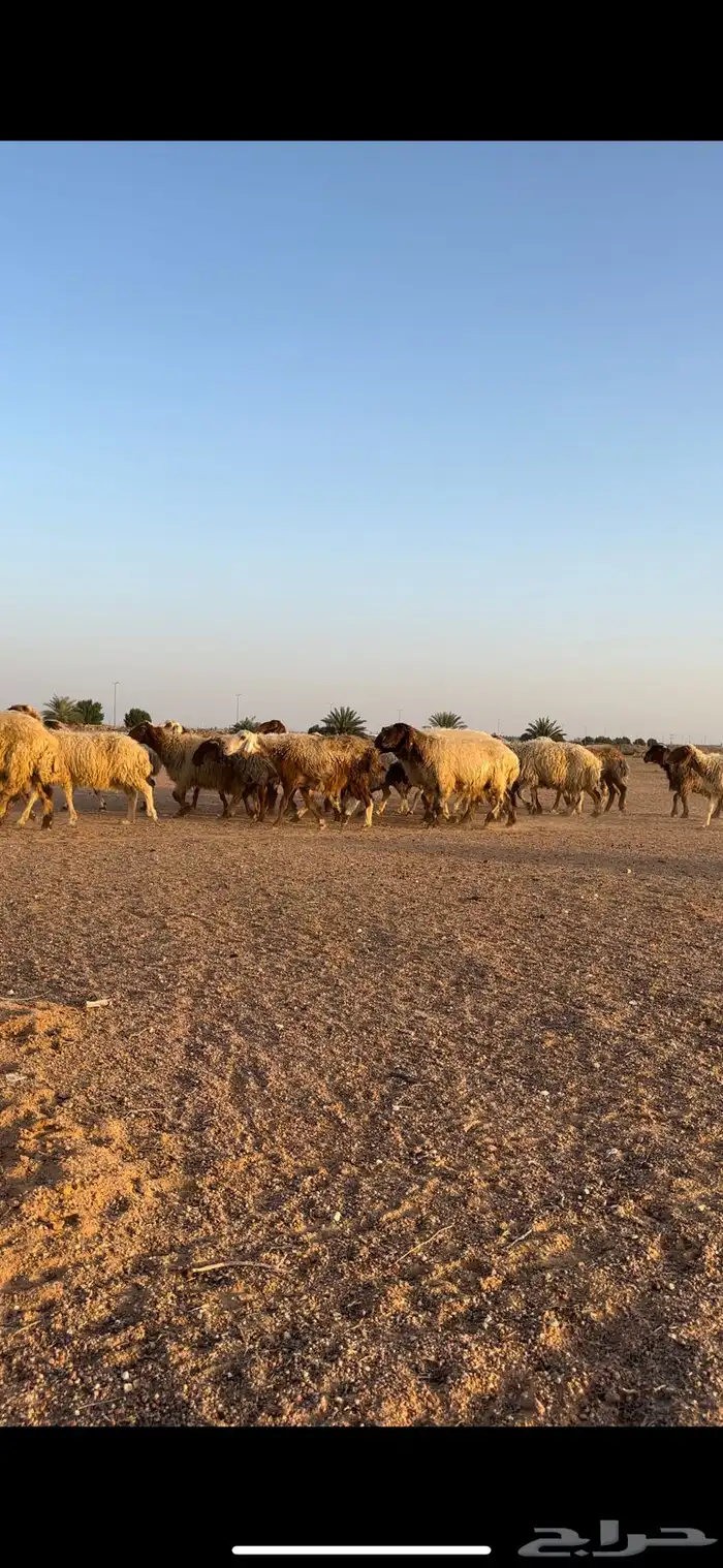 نعيم مقاني 13