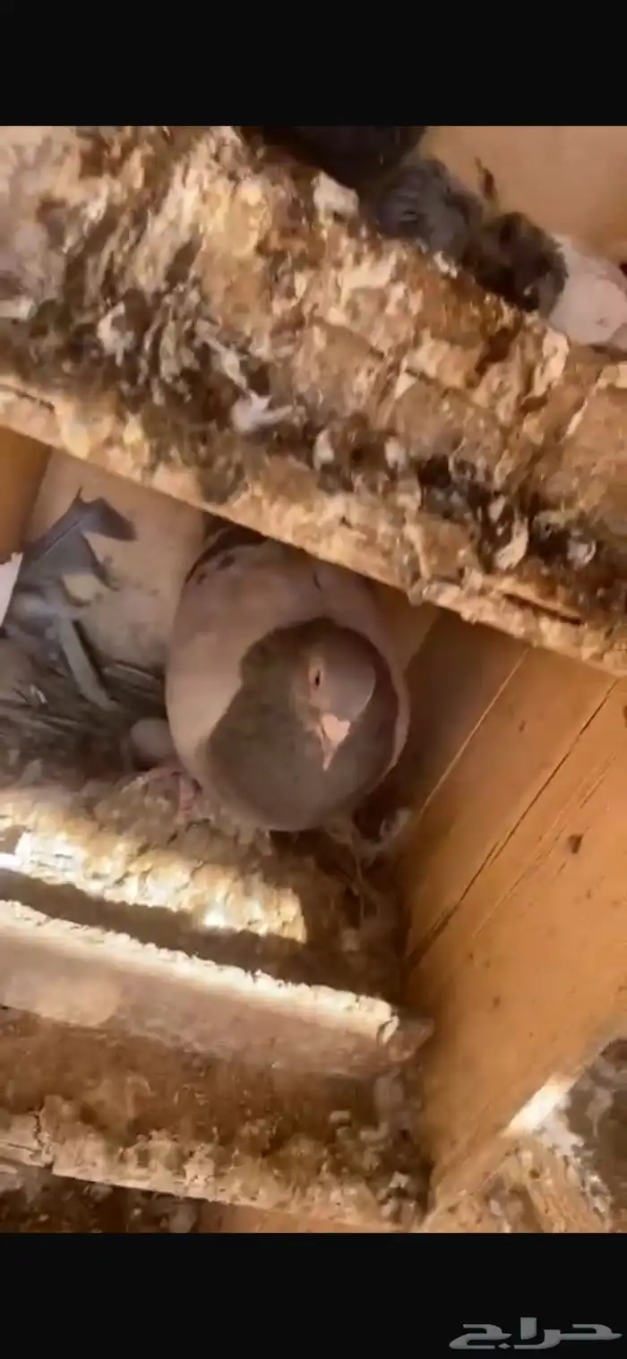 حمام للبيع 1