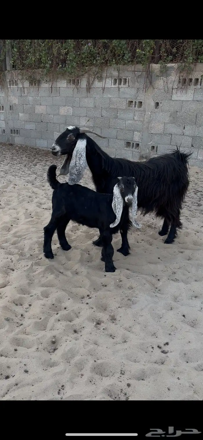 عنز جرم حدرها ذبيحه 0