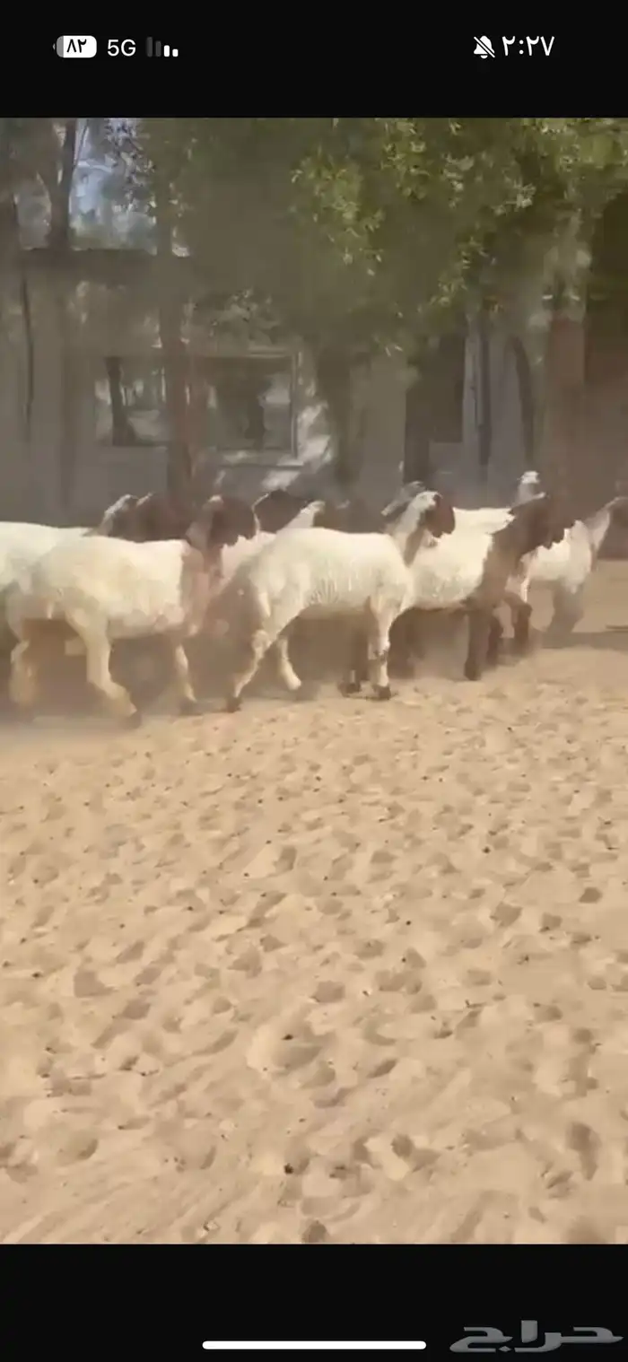 جذعات نعيم صنف 6