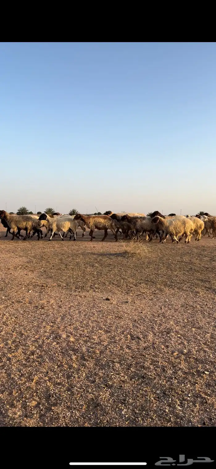 نعيم مقاني 7