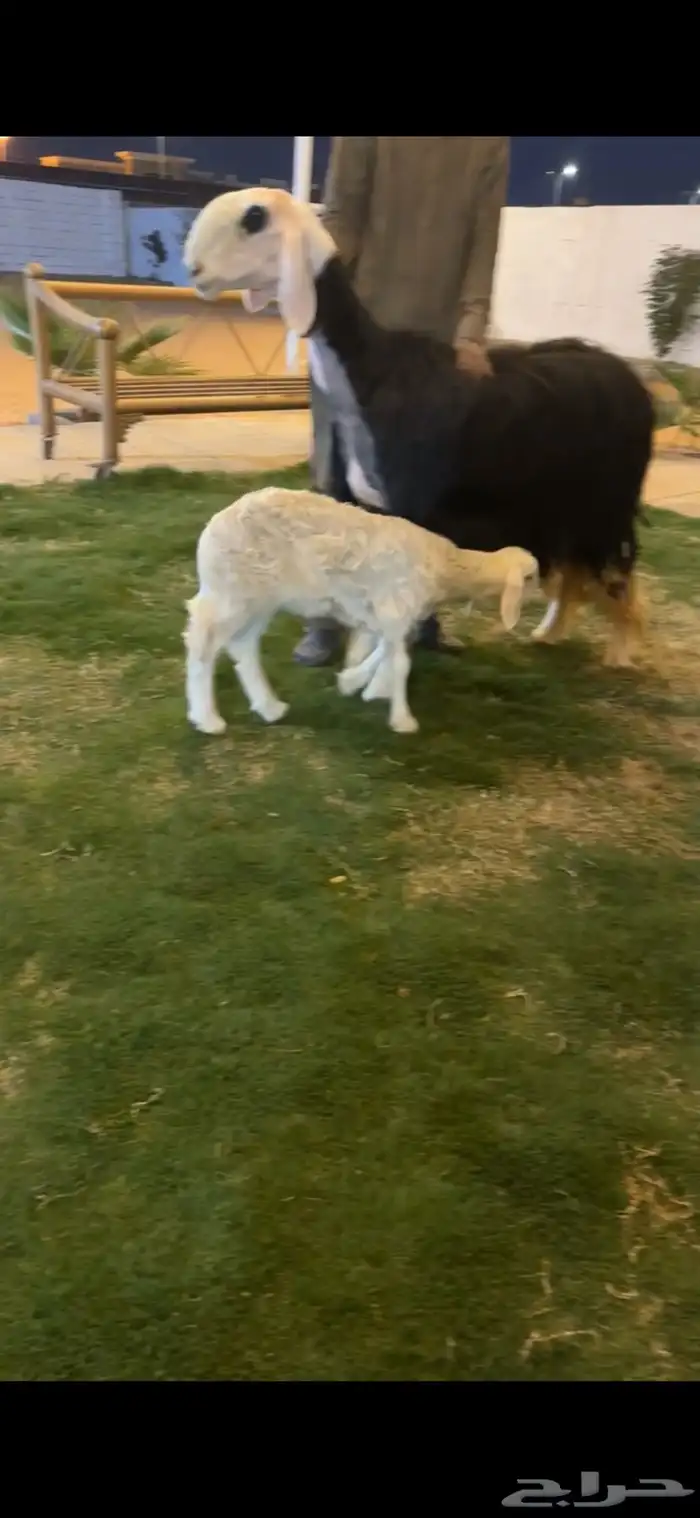 شاه نجديه والد خصم الخصم 3