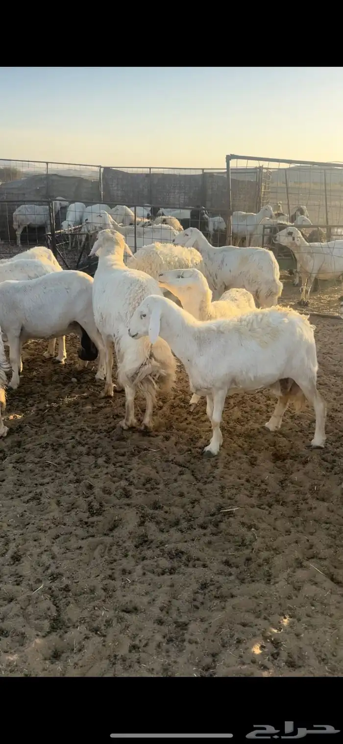 غنم مقاني السوم 650 3
