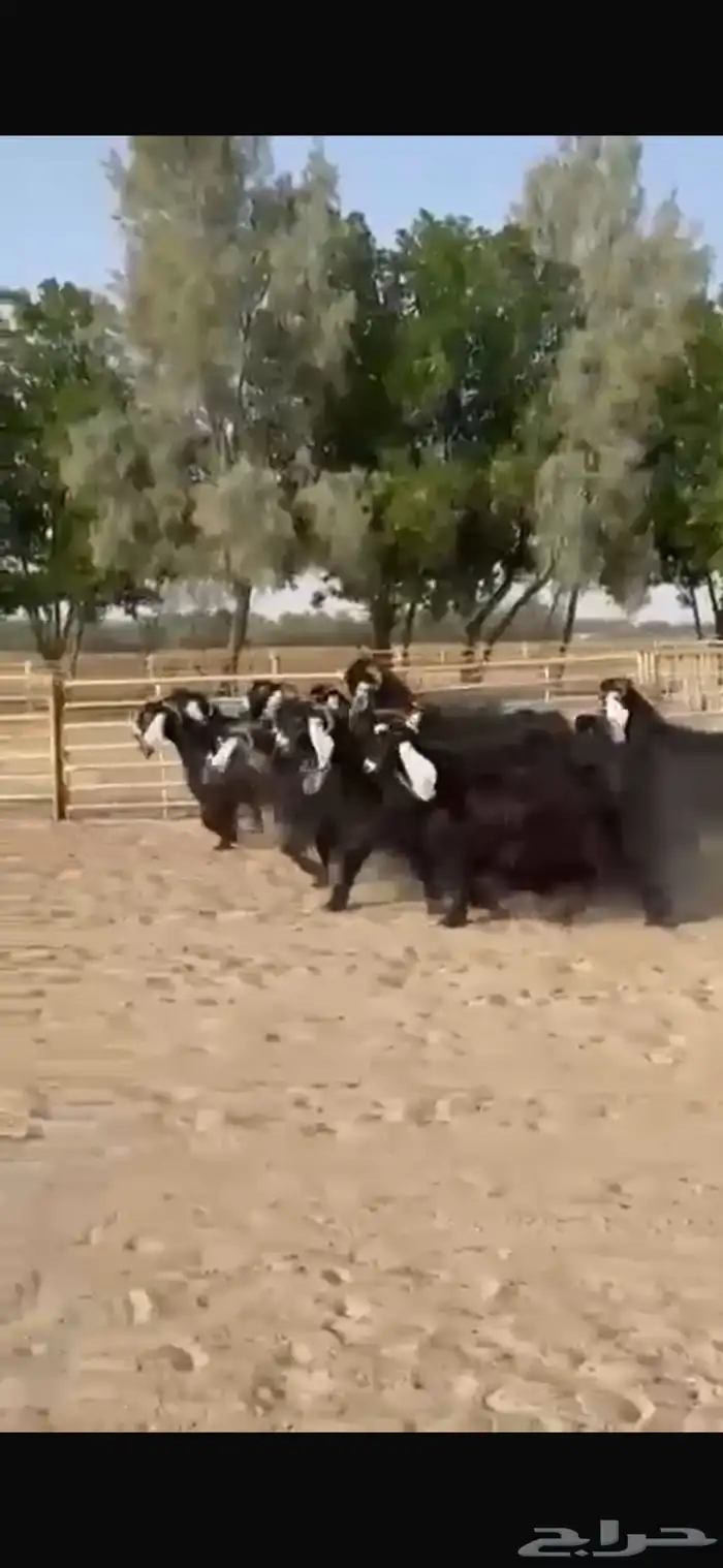 معزا عوارض طيبه للبيع 0