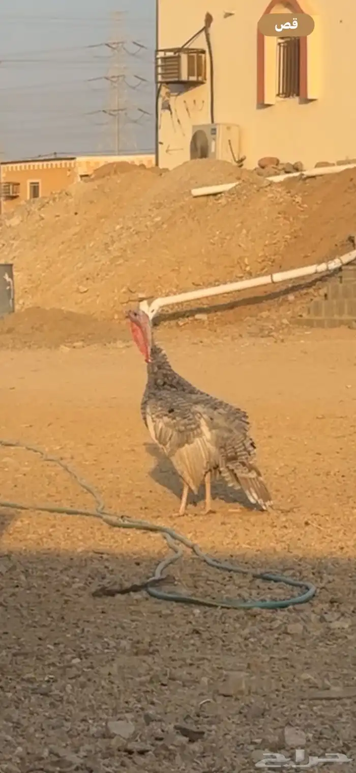 ديك رومي للبيع 0