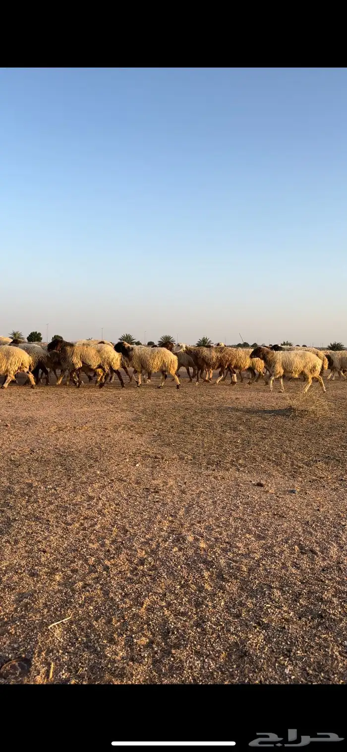 نعيم مقاني 8