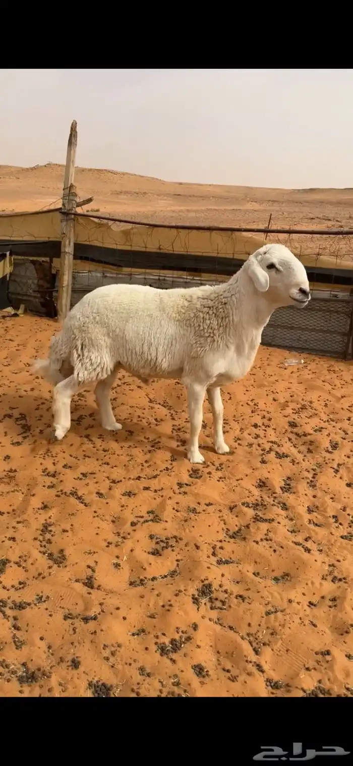 طلي صنف فحل 0