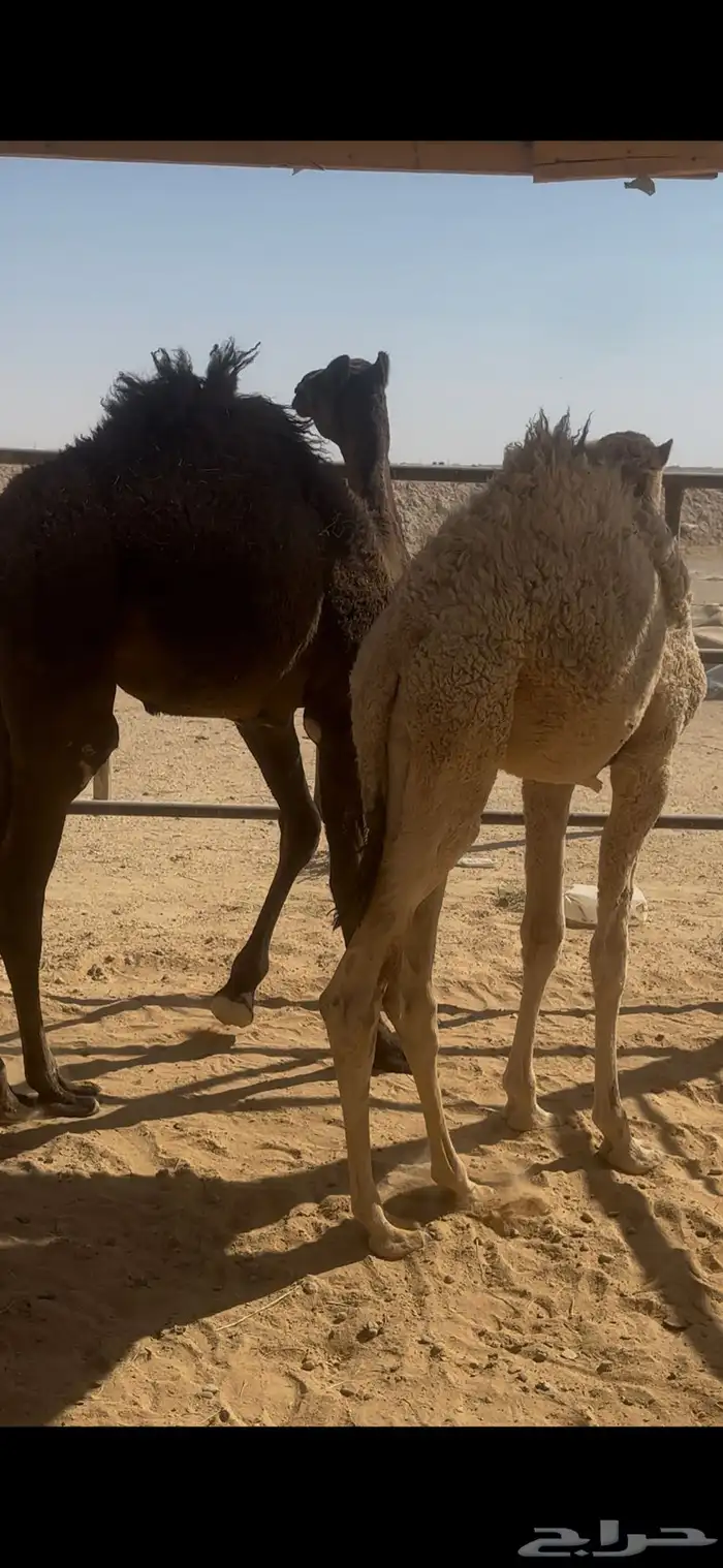 قعدان للبيع 0