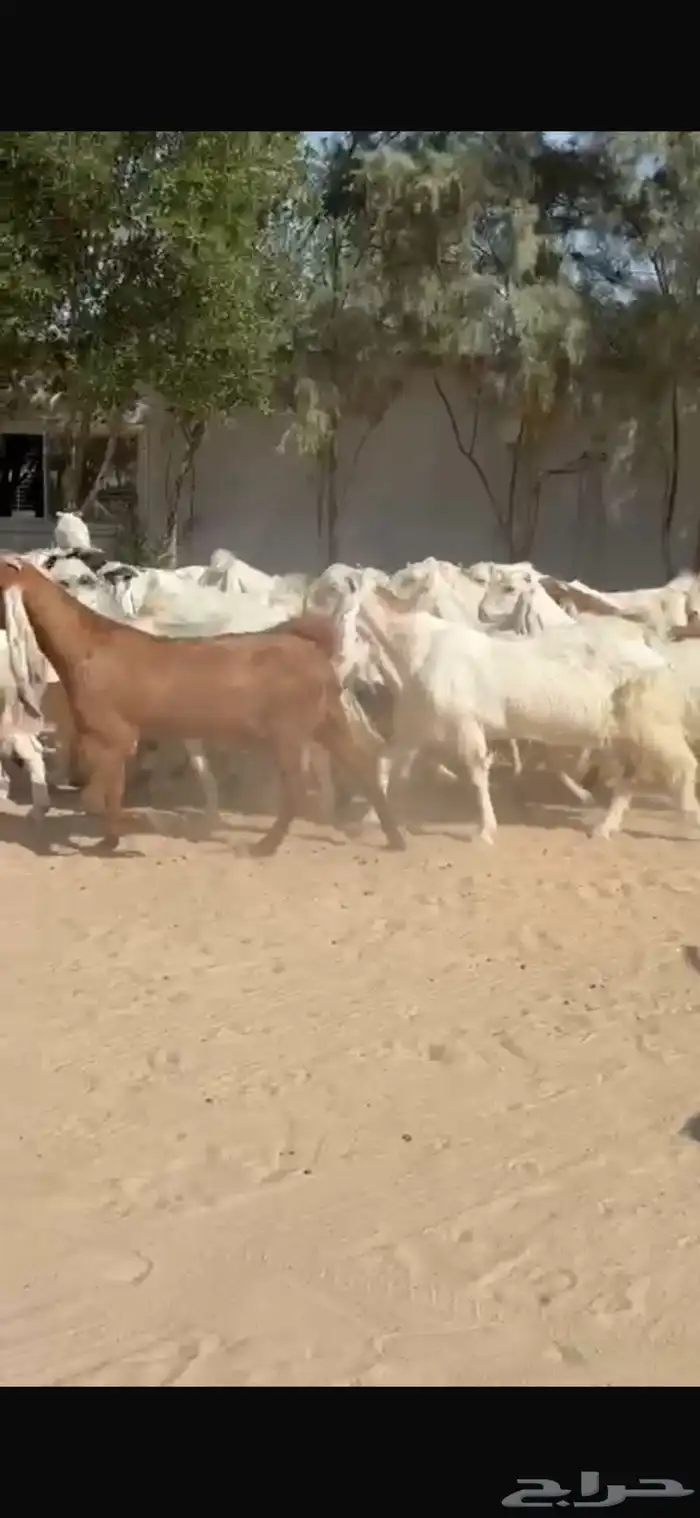 معزا بيض هولنديات 8