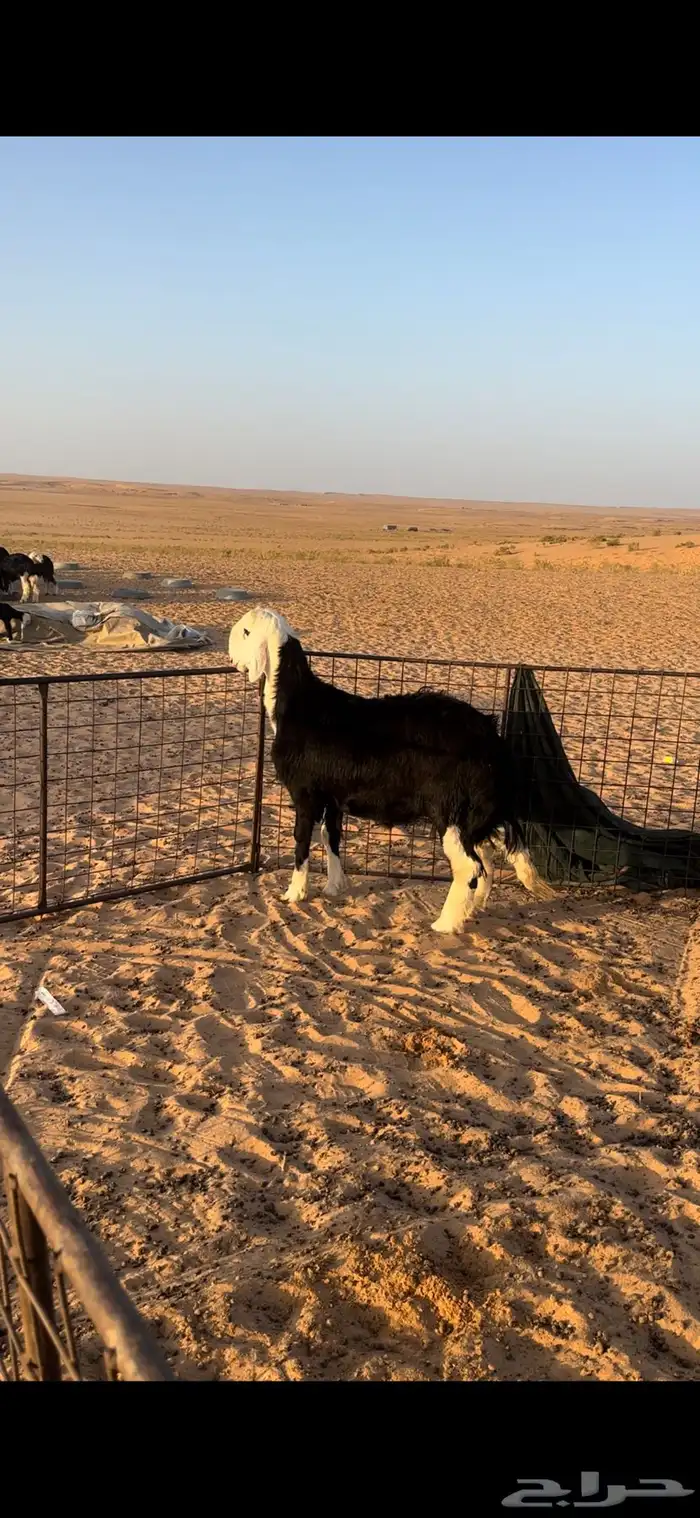 لبيع فحل نجدي مشروط 0