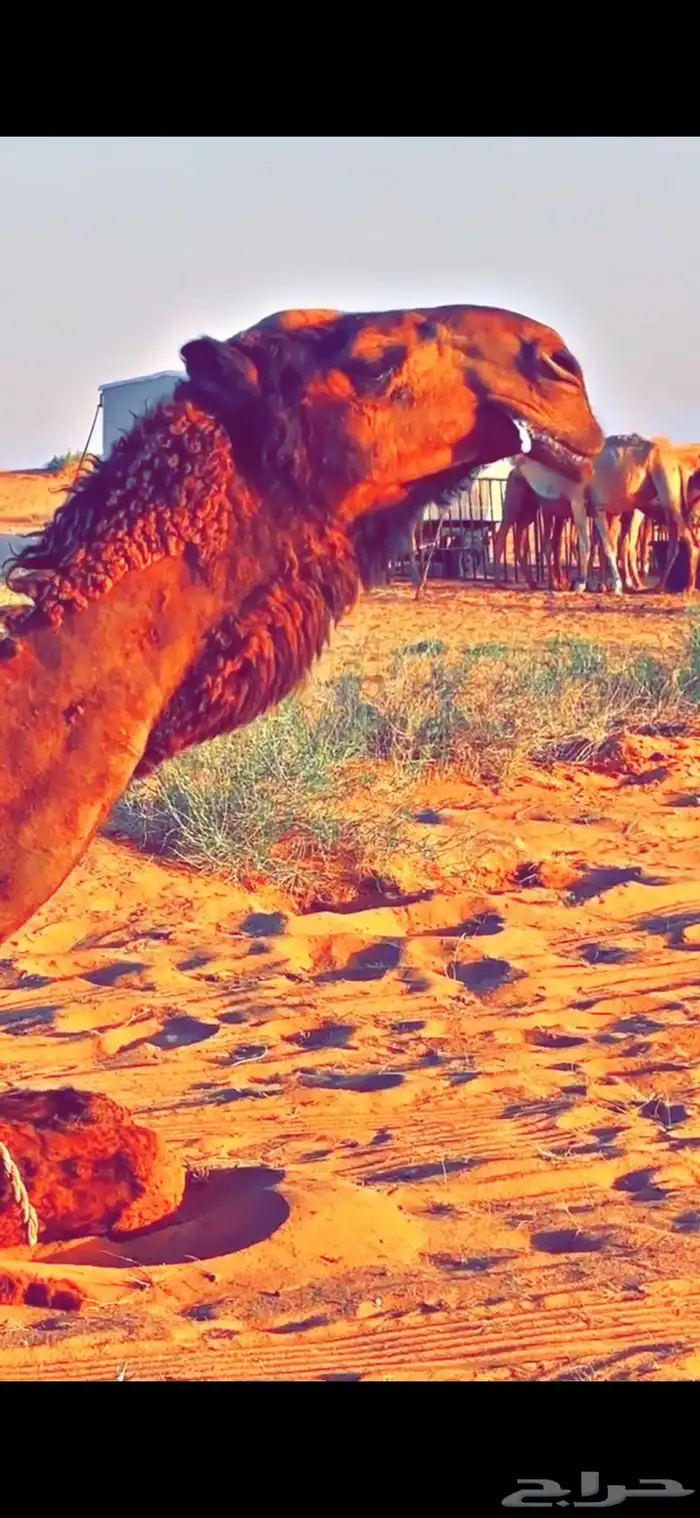 قعود دبياني 1