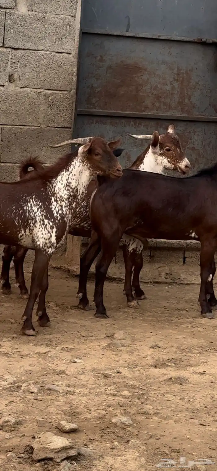 تيس فحل اوشح ادهم ادبس 6