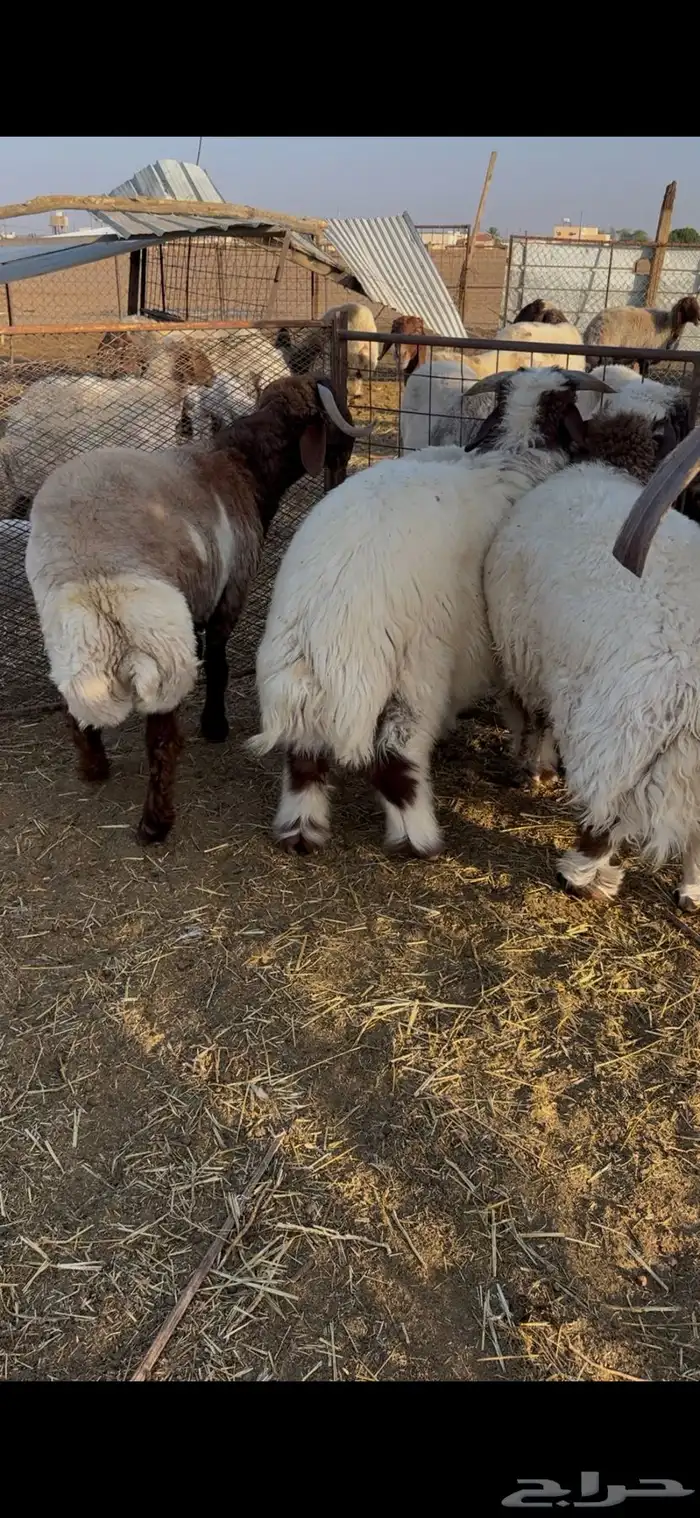 طليان فواخير نعيم 0