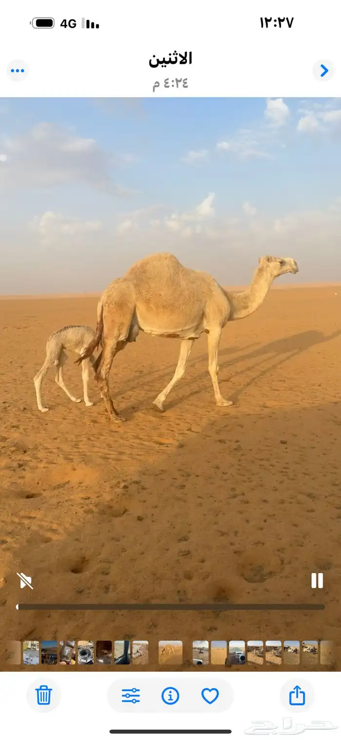 ناقة خلفه هدية 0