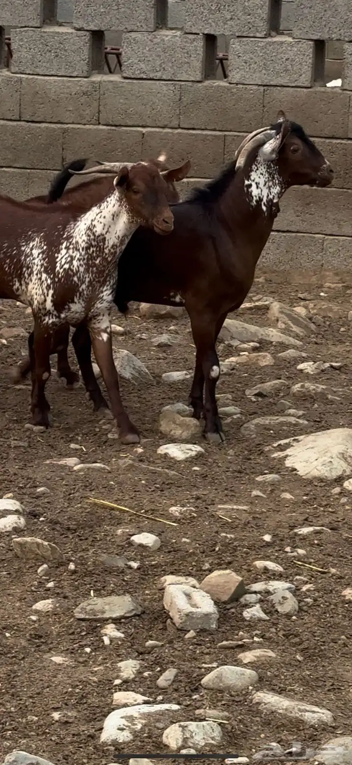 تيس فحل اوشح ادهم ادبس 9