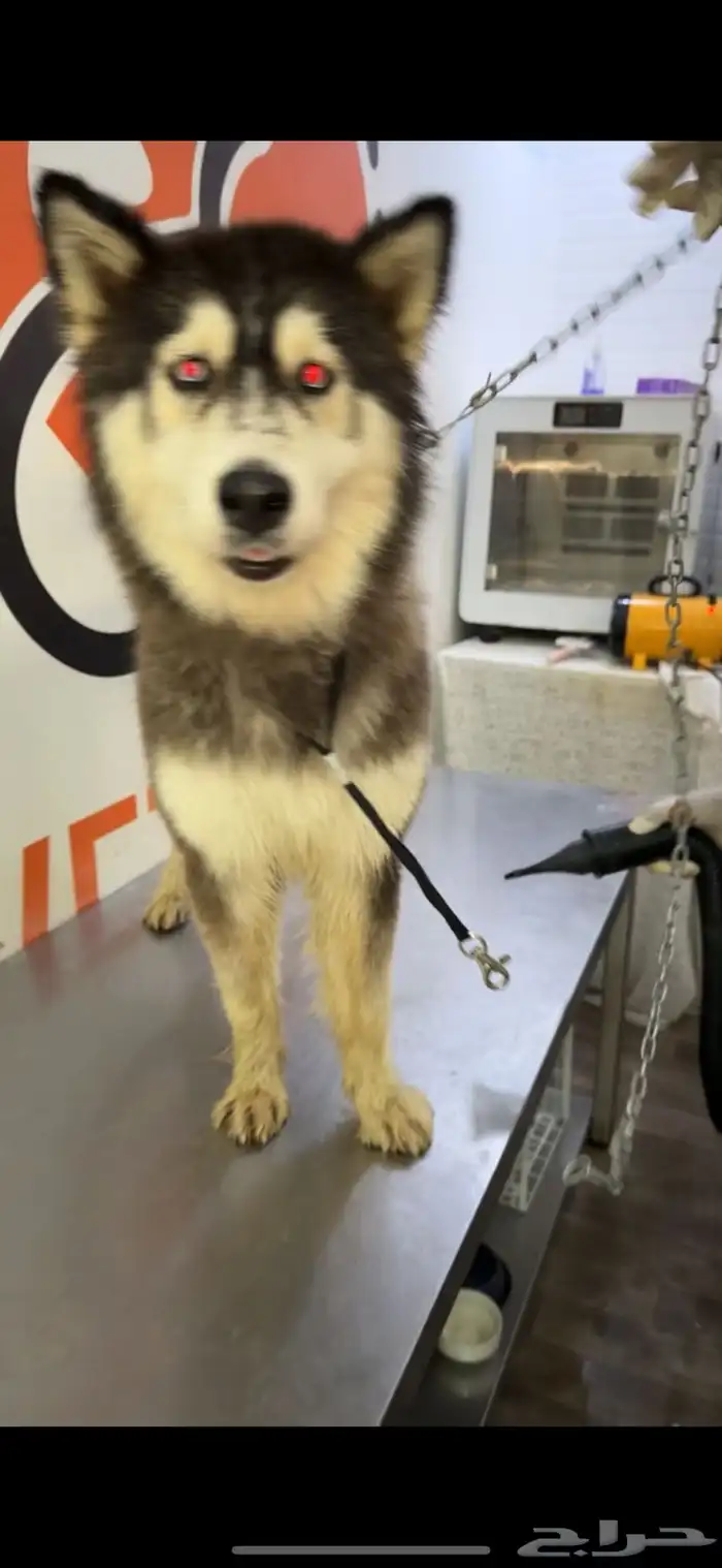 كلب هاسكي متدرب وأليف أنثى بيعه مستعجله 0