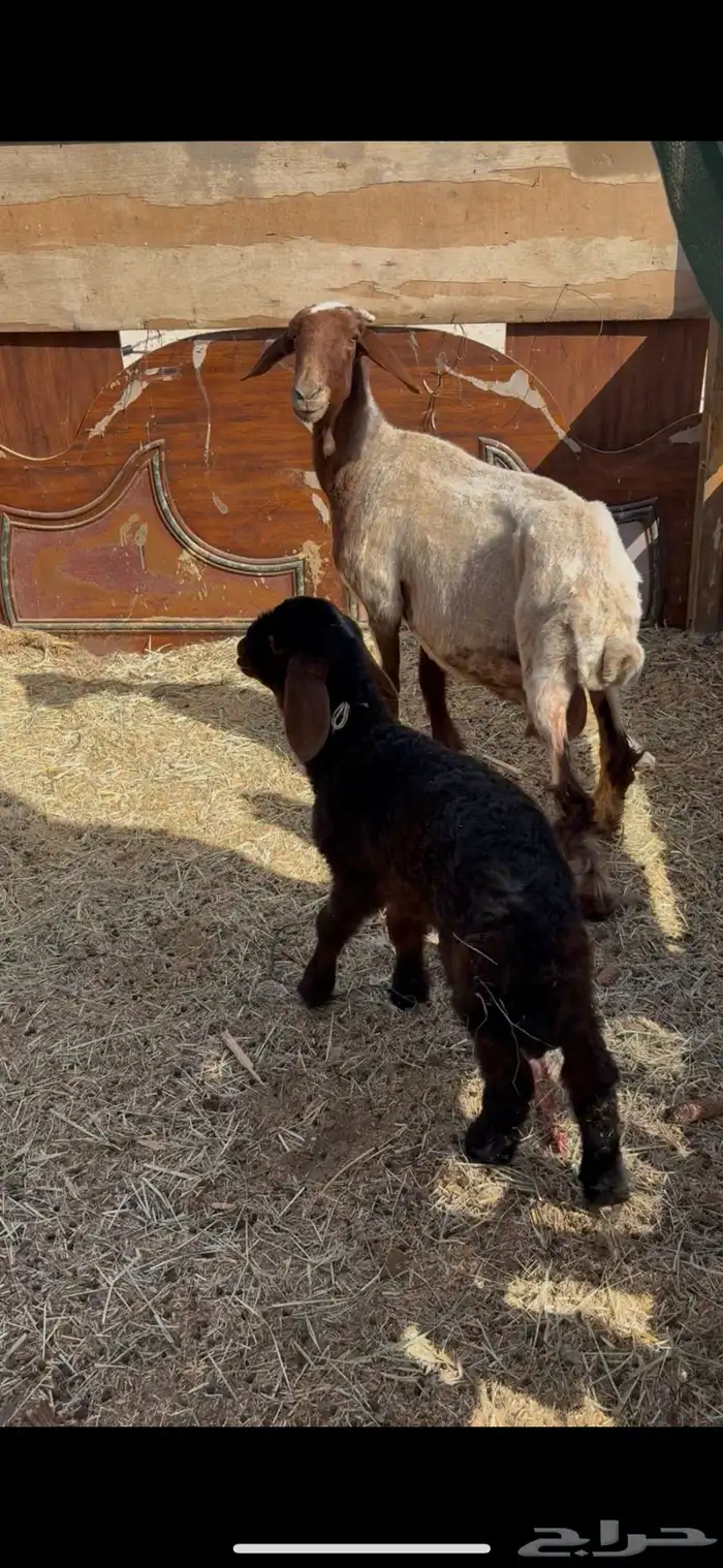 للبيع غنم 5