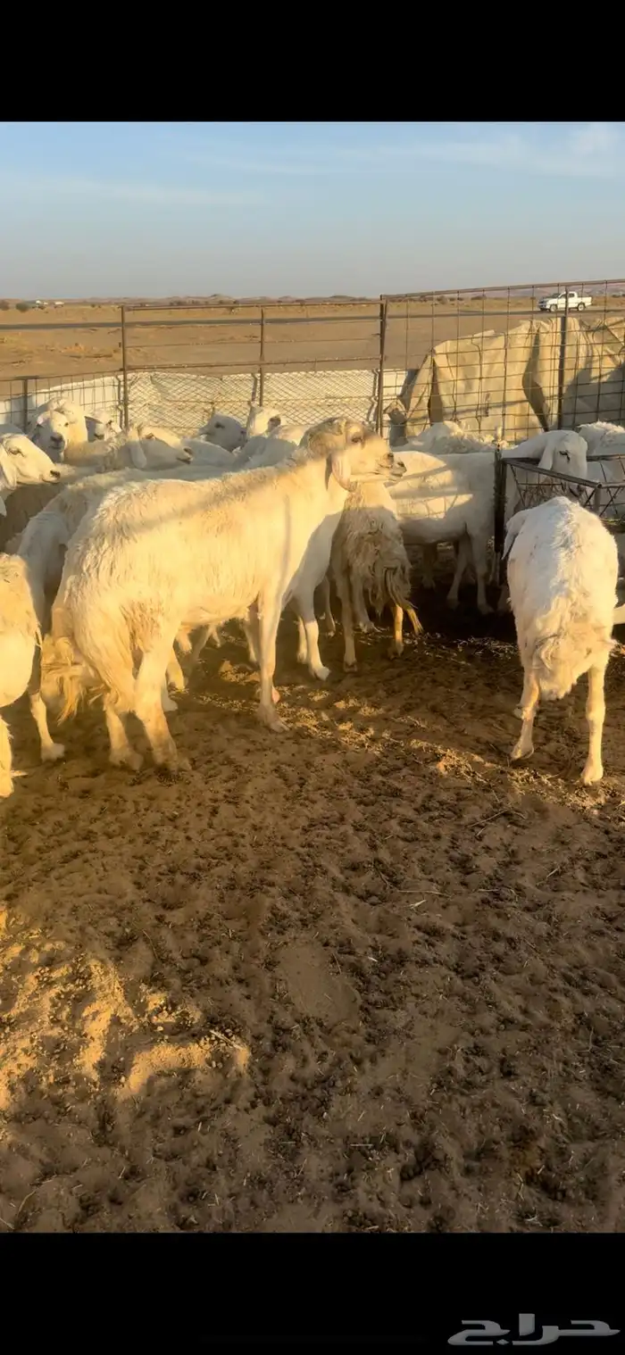 غنم مقاني السوم 650 0