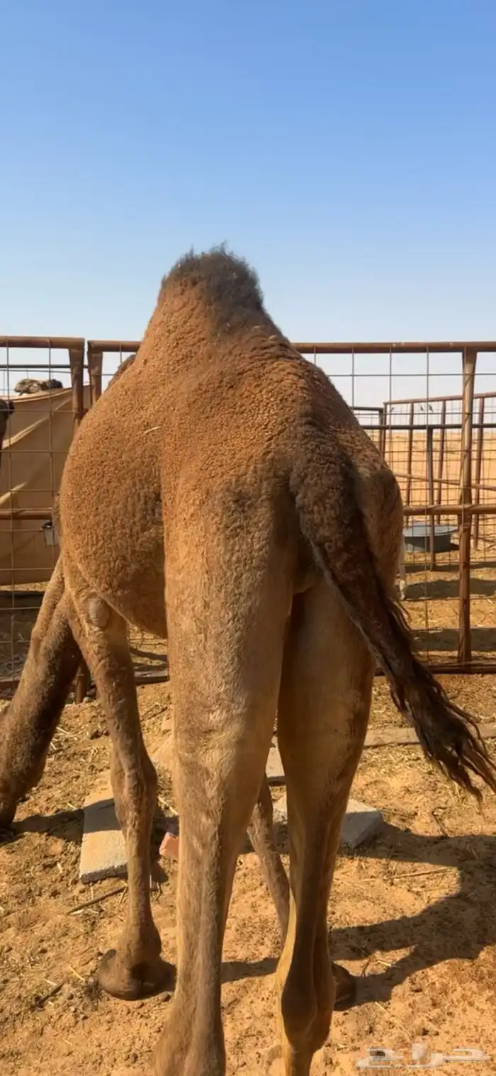 للبيع قعود 0