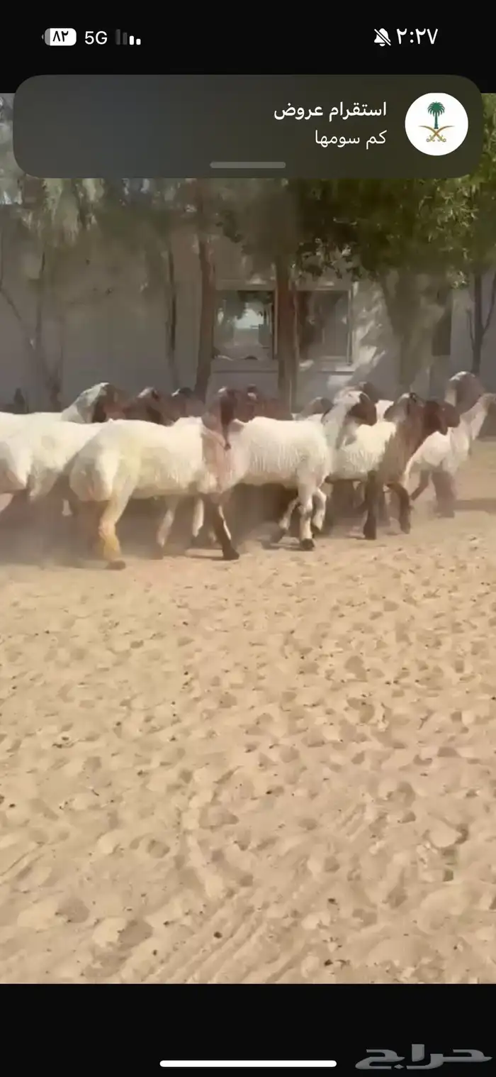 جذعات نعيم صنف 7