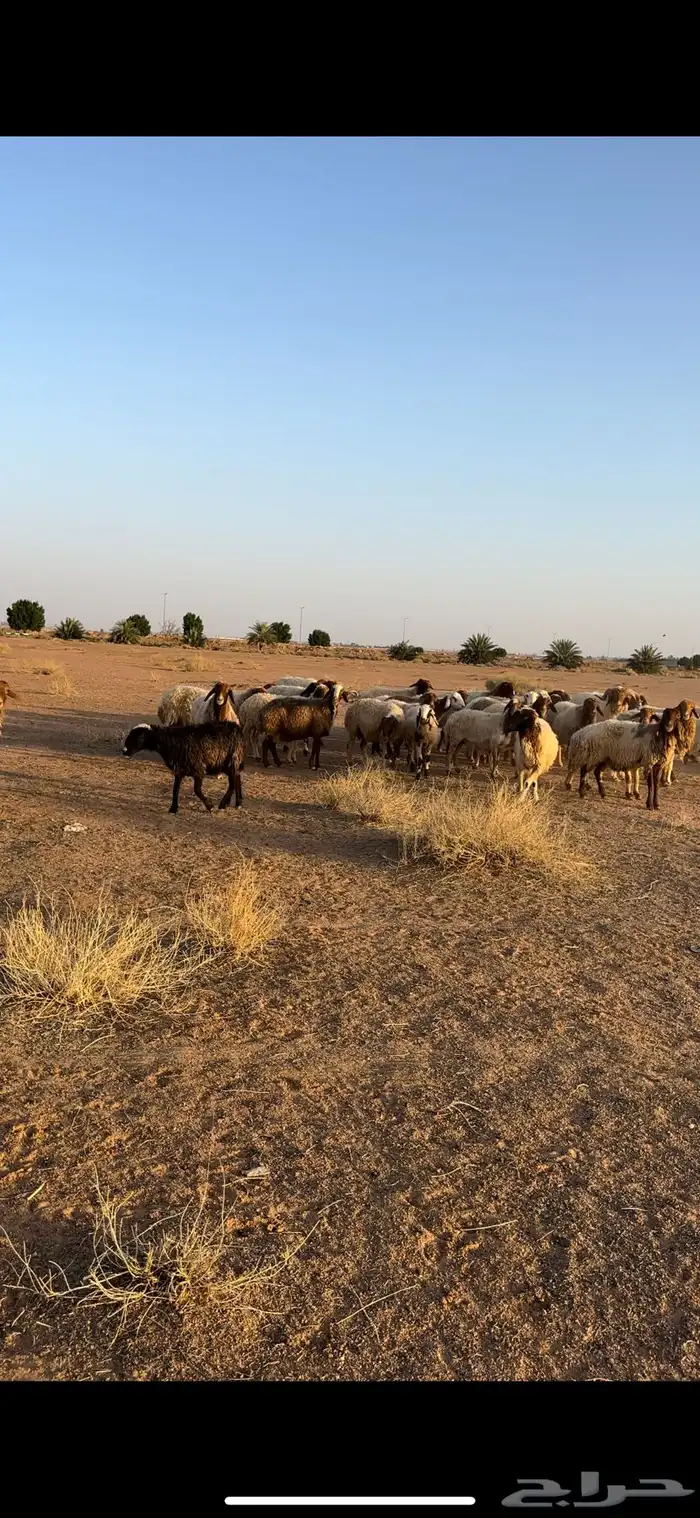 نعيم مقاني 5