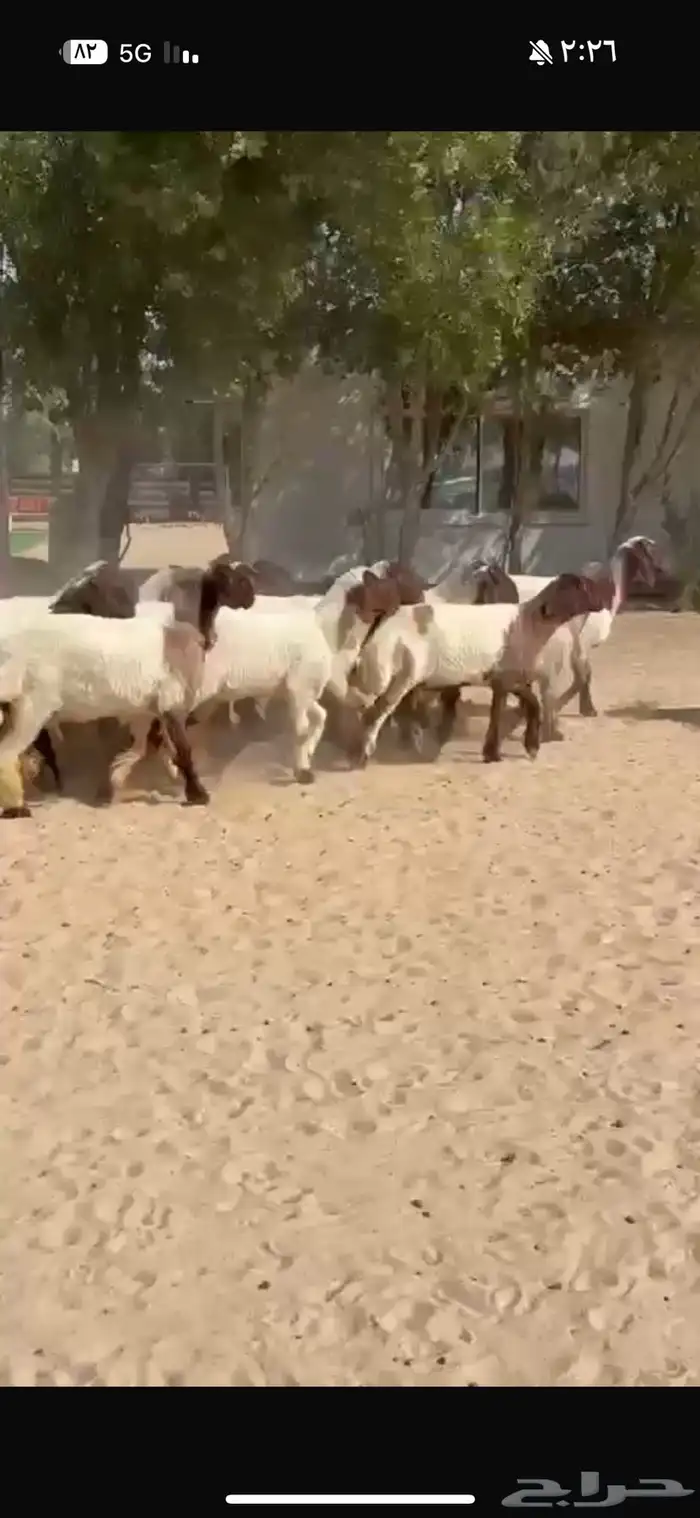 جذعات نعيم صنف 4