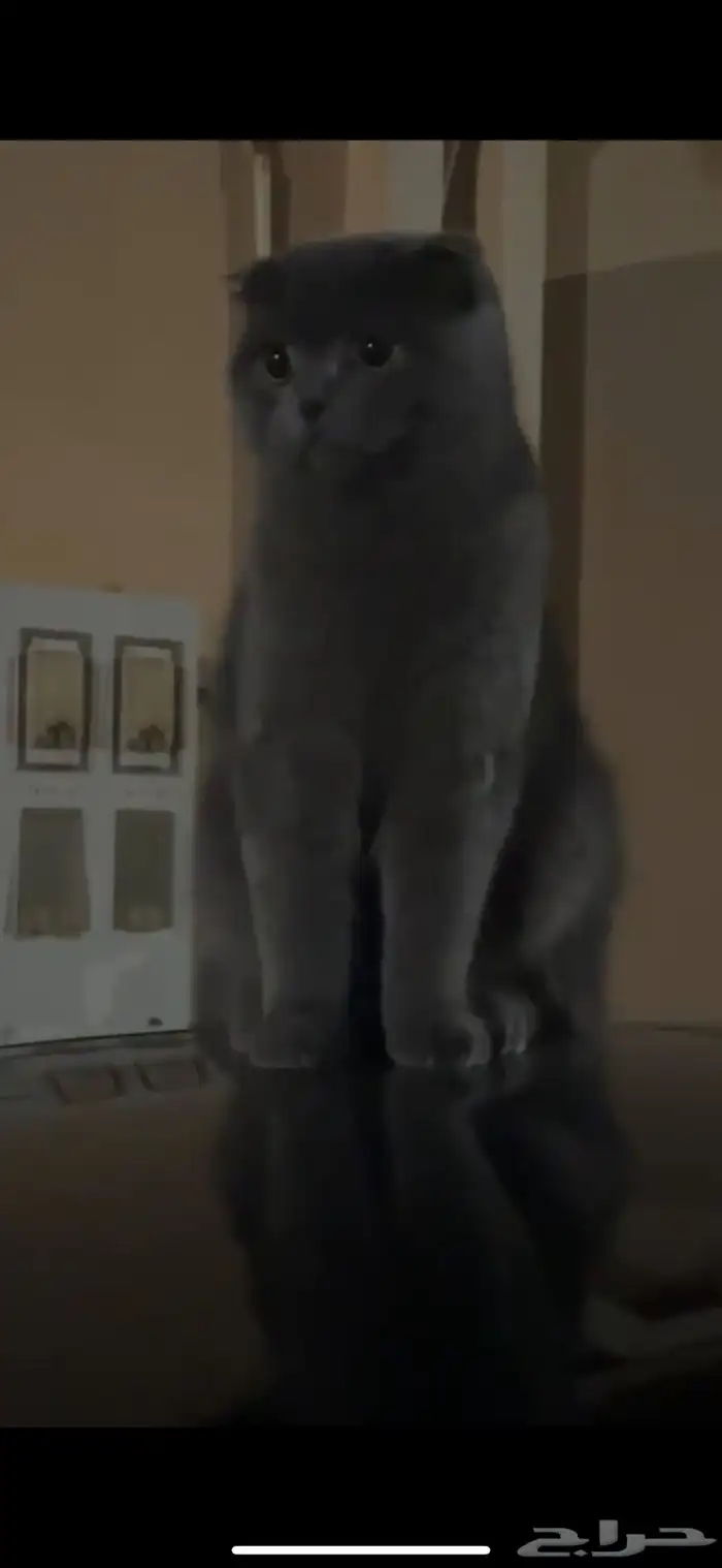 قط لقيته ضايع قطوه قطه ضايعه حي احد سكوتش بيرتش رمادي بني 1