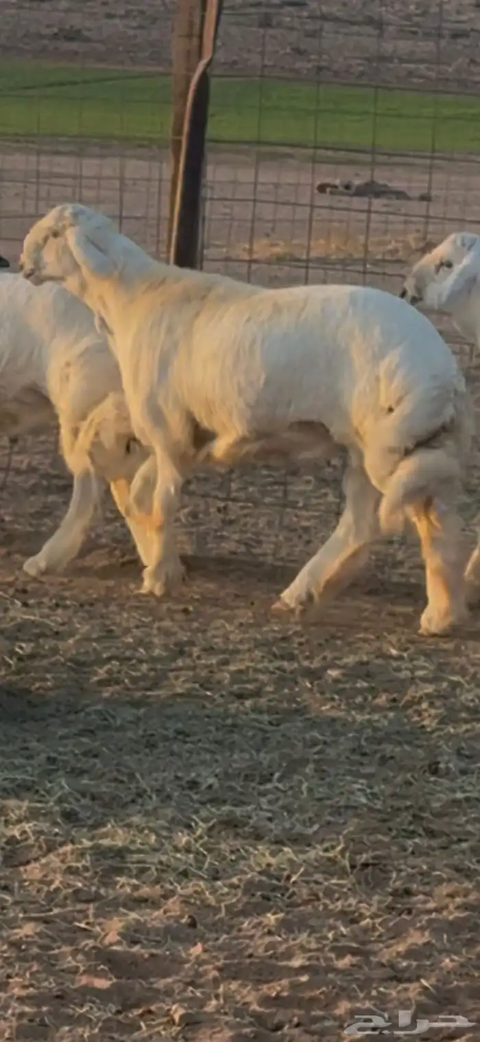 جذع مشروع فحل صنف 2