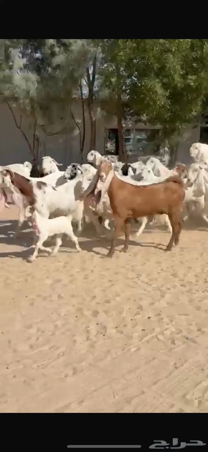 معزا بيض هولنديات 7