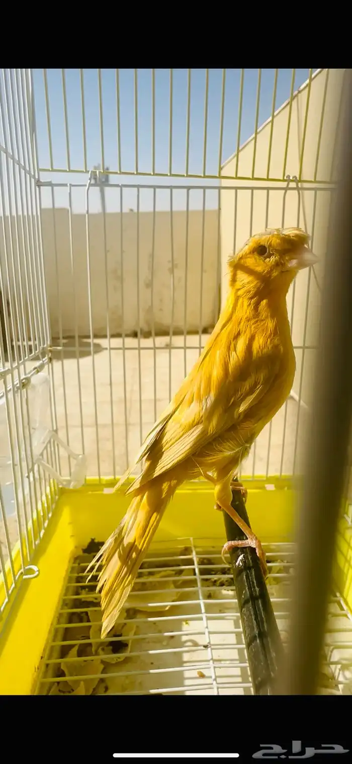 انثى كناري مشمشي ( تم البيع ) 0