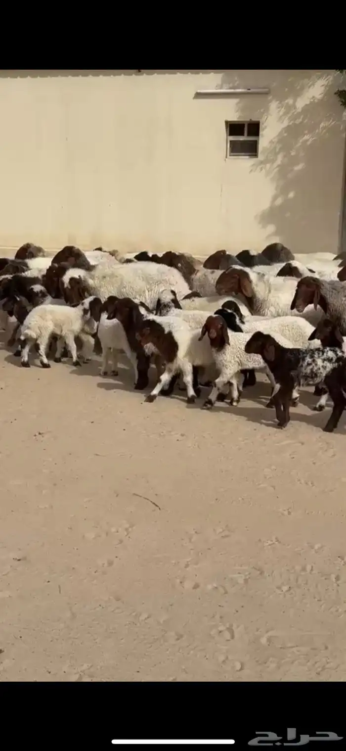 رغايث نعيم صنف فاخره 5