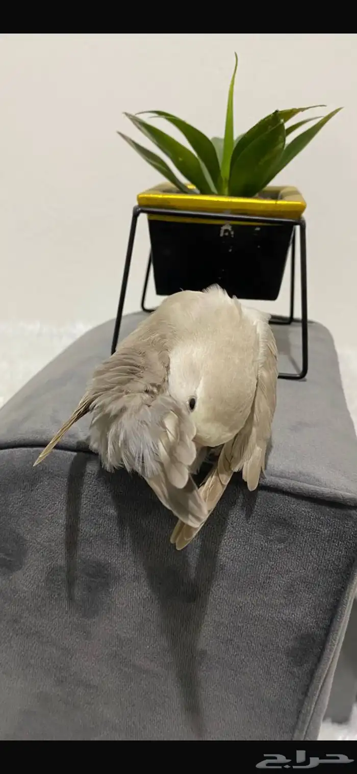 انثى روز اليفه داخل القفص وخارجه ومنتجه 0