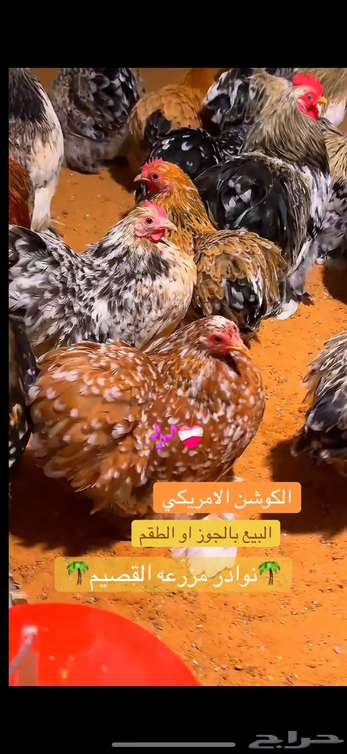 كوشن امريكي دجاج نوادر 0