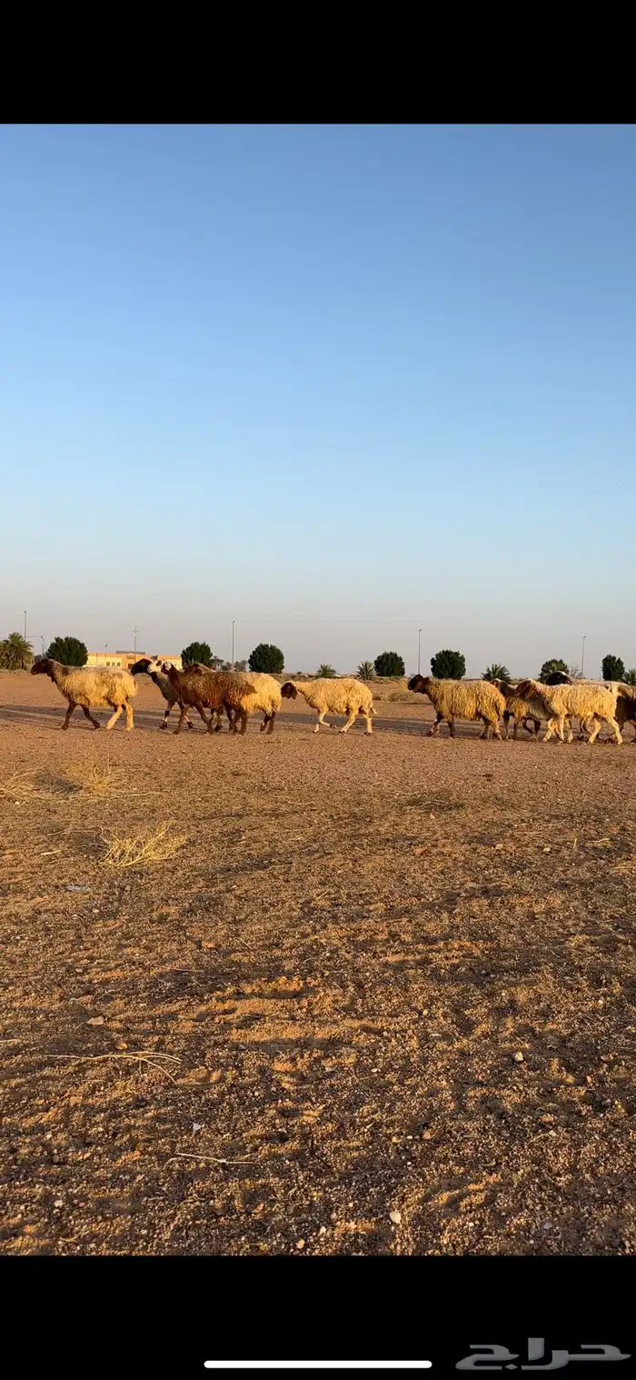 نعيم مقاني 15