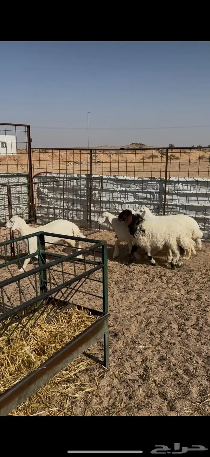 بهم حري ونعيمي 0