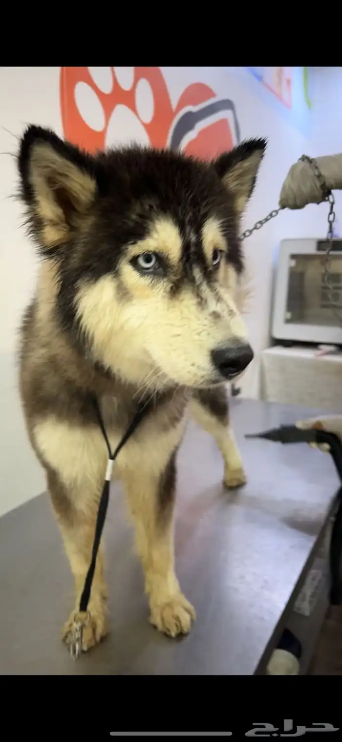 كلب هاسكي متدرب وأليف أنثى بيعه مستعجله 1